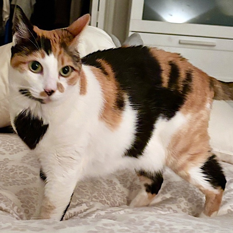 Checkers, an adoptable Domestic Short Hair in Santa Barbara, CA, 93111 | Photo Image 1