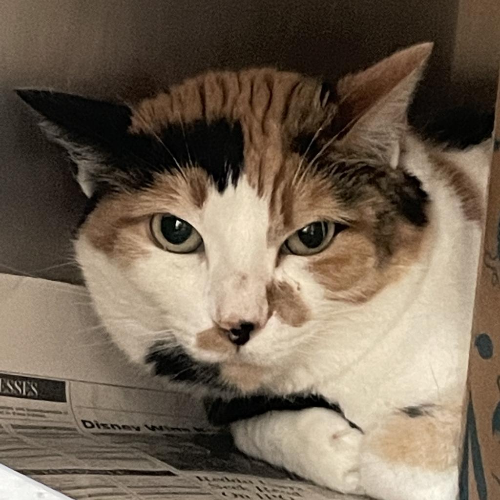 Checkers, an adoptable Domestic Short Hair in Santa Barbara, CA, 93111 | Photo Image 2