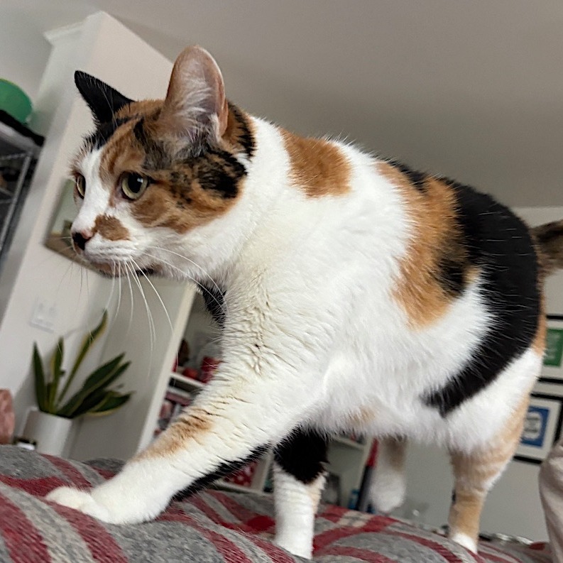 Checkers, an adoptable Domestic Short Hair in Santa Barbara, CA, 93111 | Photo Image 3