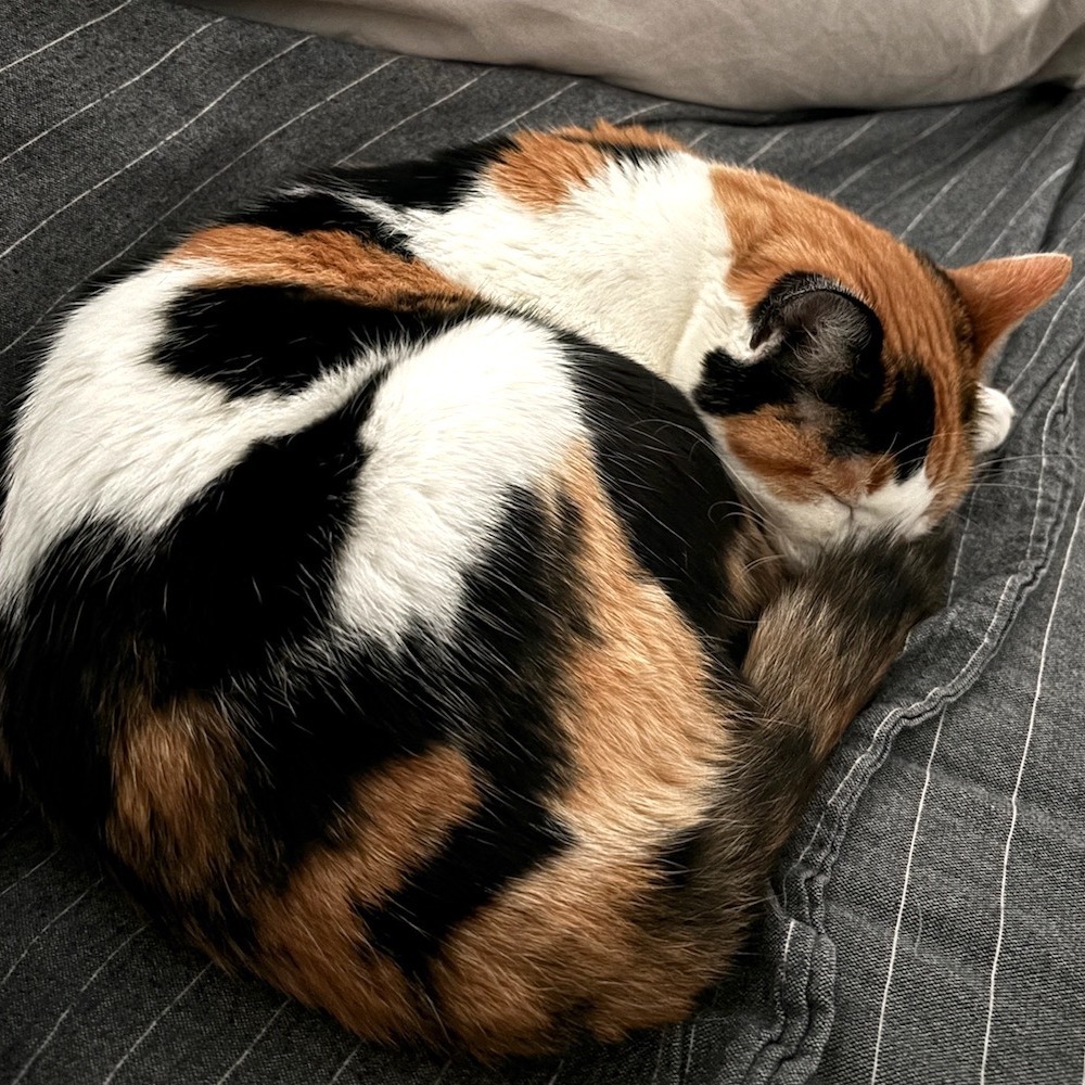 Checkers, an adoptable Domestic Short Hair in Santa Barbara, CA, 93111 | Photo Image 4