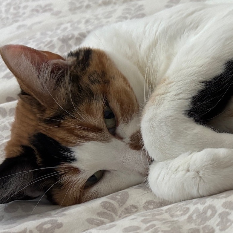 Checkers, an adoptable Domestic Short Hair in Santa Barbara, CA, 93111 | Photo Image 5