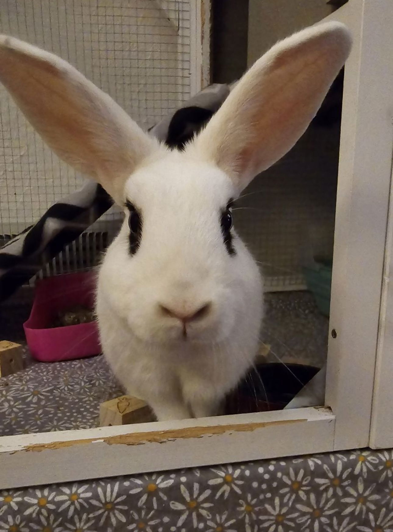 Daisy