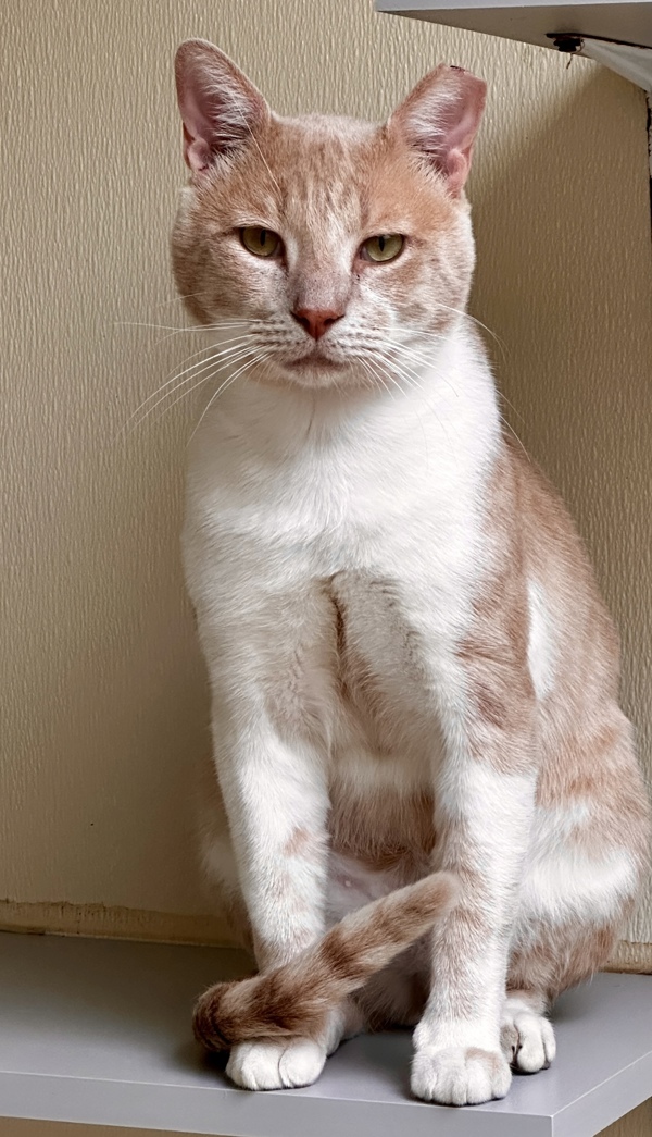 Creamsicle Boi
