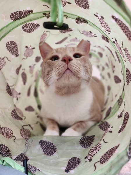 Creamsicle Boi