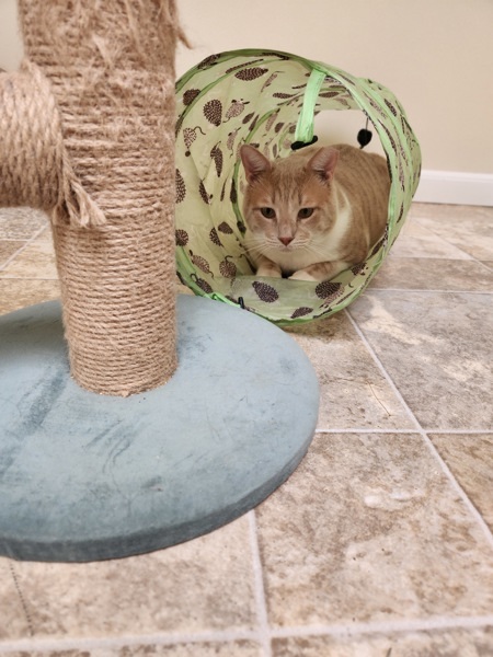 Creamsicle Boi