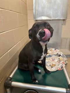 Sage, an adoptable Labrador Retriever, Mixed Breed in Cheboygan, MI, 49721 | Photo Image 1