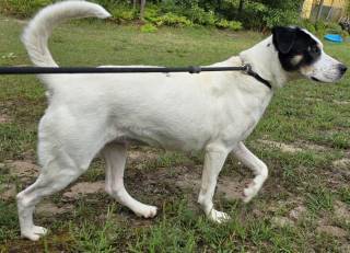 Esmeralda, an adoptable Mixed Breed in Cheboygan, MI, 49721 | Photo Image 1