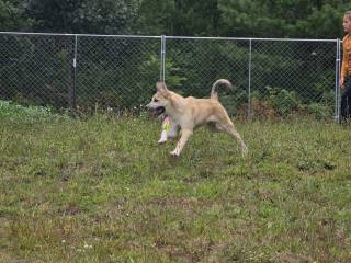 Jane, an adoptable Great Pyrenees, Husky in Cheboygan, MI, 49721 | Photo Image 1