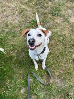 Uni, an adoptable Mixed Breed in Cheboygan, MI, 49721 | Photo Image 1