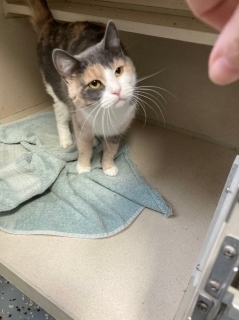 Faith, an adoptable Domestic Short Hair in Cheboygan, MI, 49721 | Photo Image 1