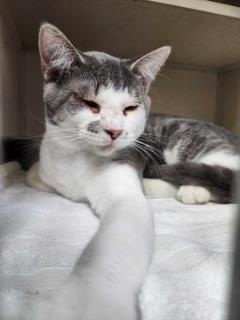 Mr. Mustache, an adoptable Domestic Short Hair in Cheboygan, MI, 49721 | Photo Image 1