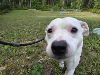 Samson, an adoptable Pit Bull Terrier, Mixed Breed in Cheboygan, MI, 49721 | Photo Image 1