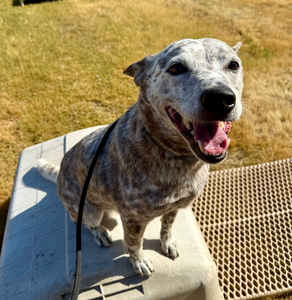 Sammy, an adoptable Australian Cattle Dog / Blue Heeler, Mixed Breed in Lemoore, CA, 93245 | Photo Image 1
