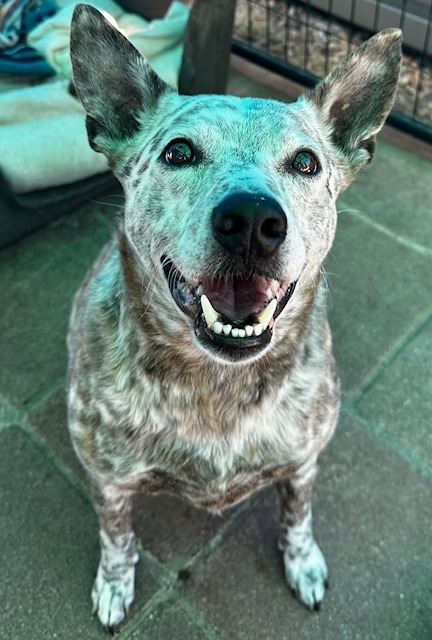 Sammy