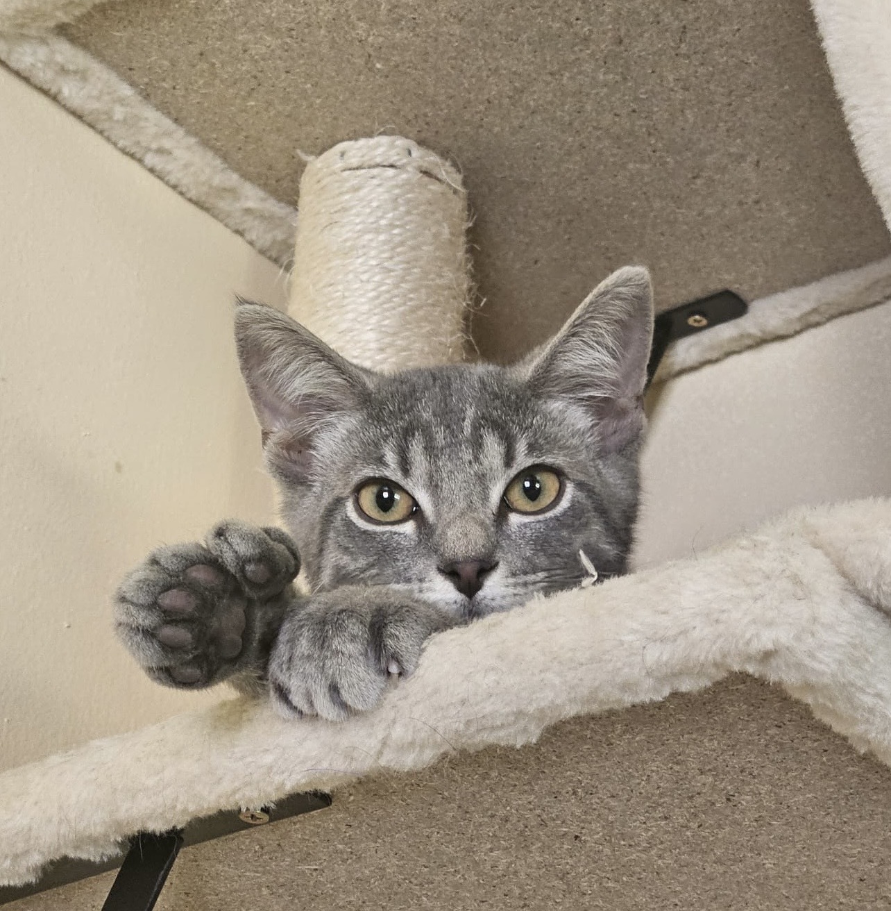 Cat for adoption Johnny, a Domestic Short Hair in West Mifflin, PA Petfinder