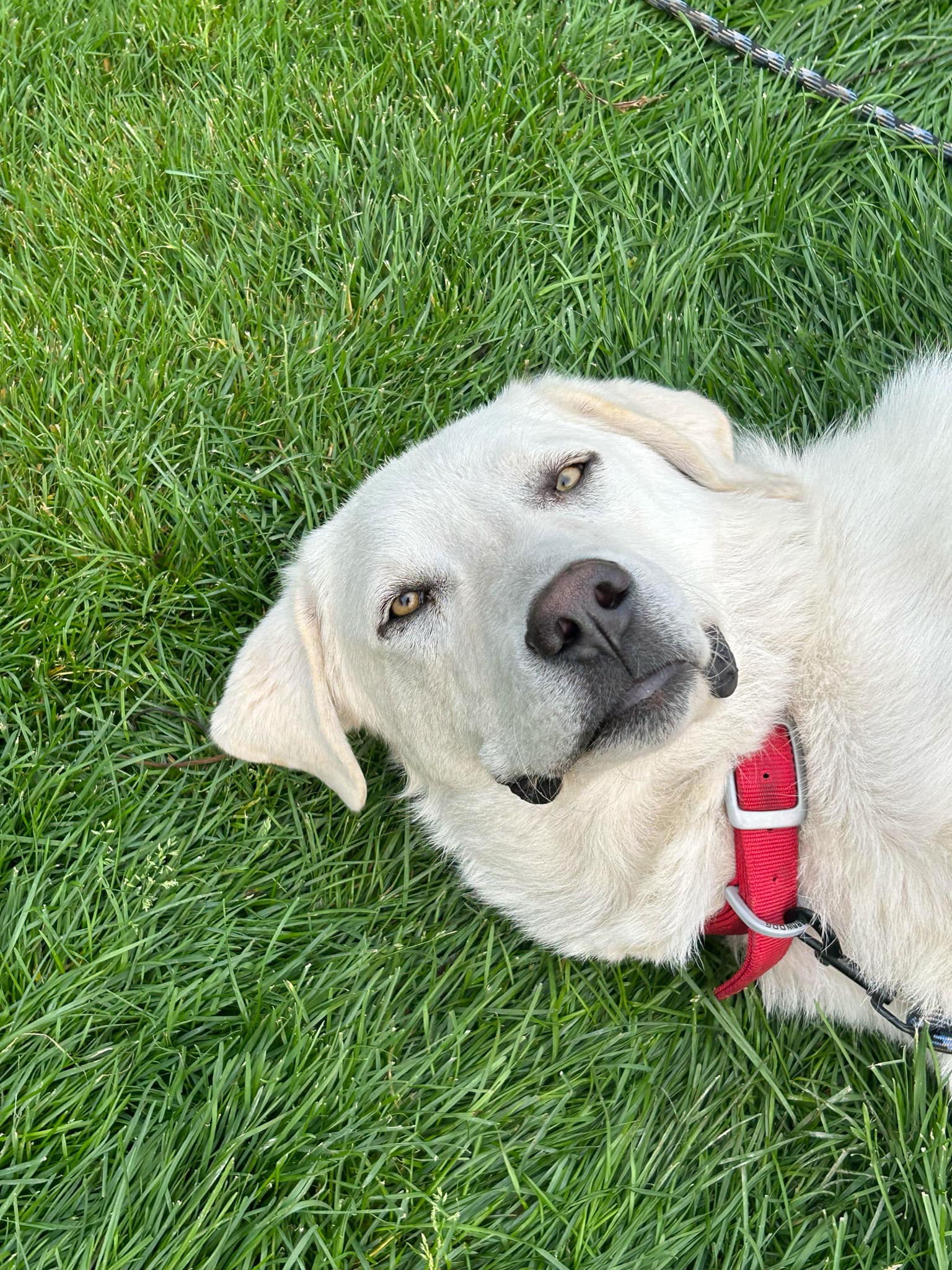 Buddy, an adoptable Akbash, Great Pyrenees in Bountiful, UT, 84010 | Photo Image 1