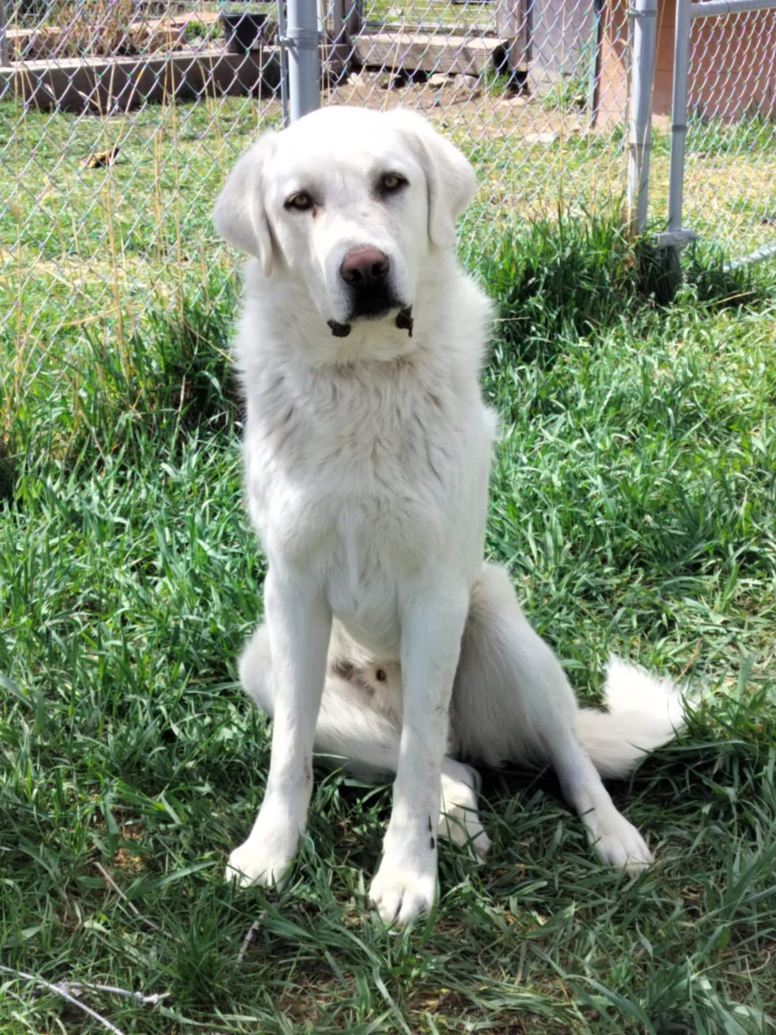 Buddy, an adoptable Akbash, Great Pyrenees in Bountiful, UT, 84010 | Photo Image 1