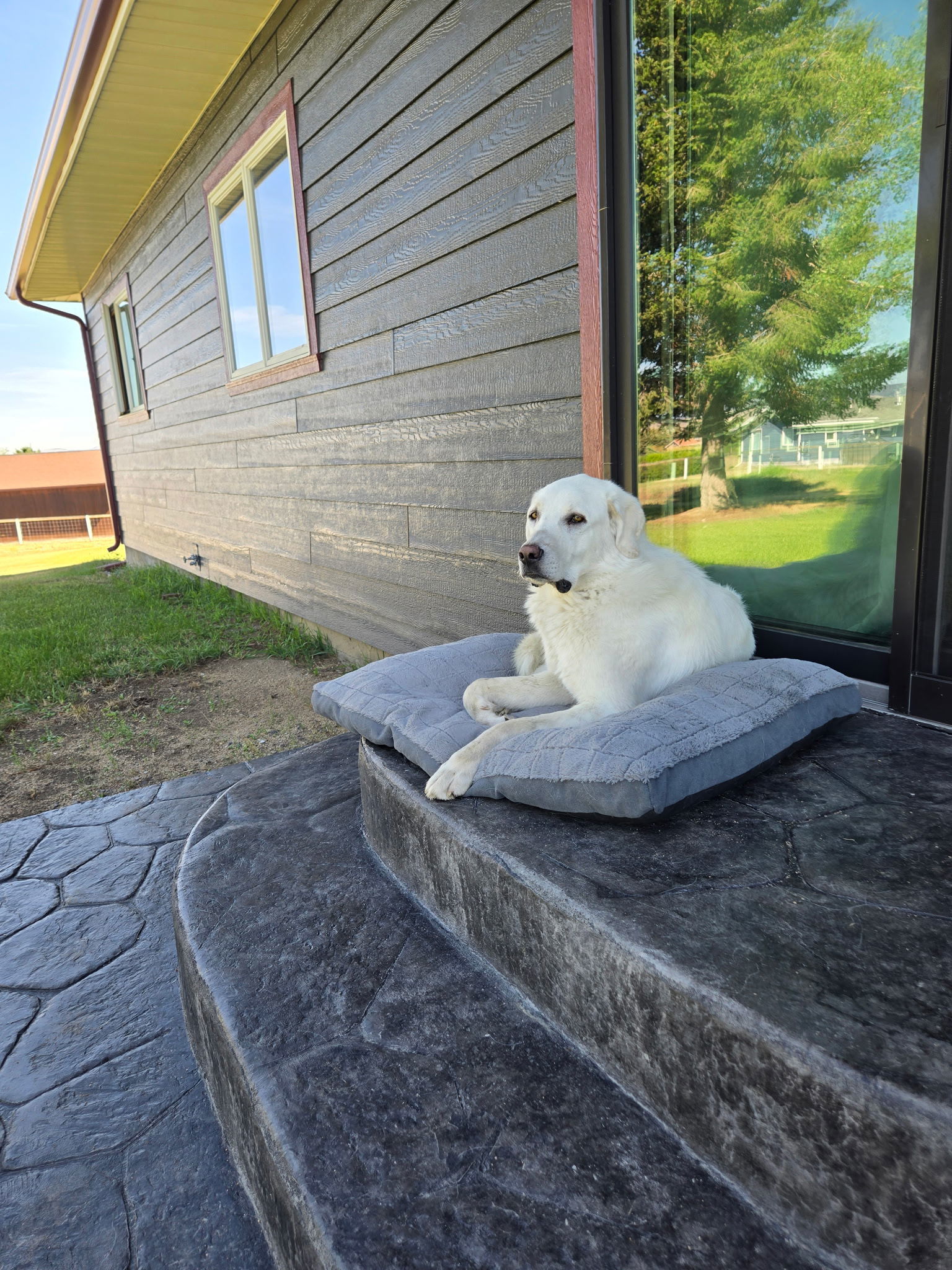 Buddy, an adoptable Akbash, Great Pyrenees in Bountiful, UT, 84010 | Photo Image 1