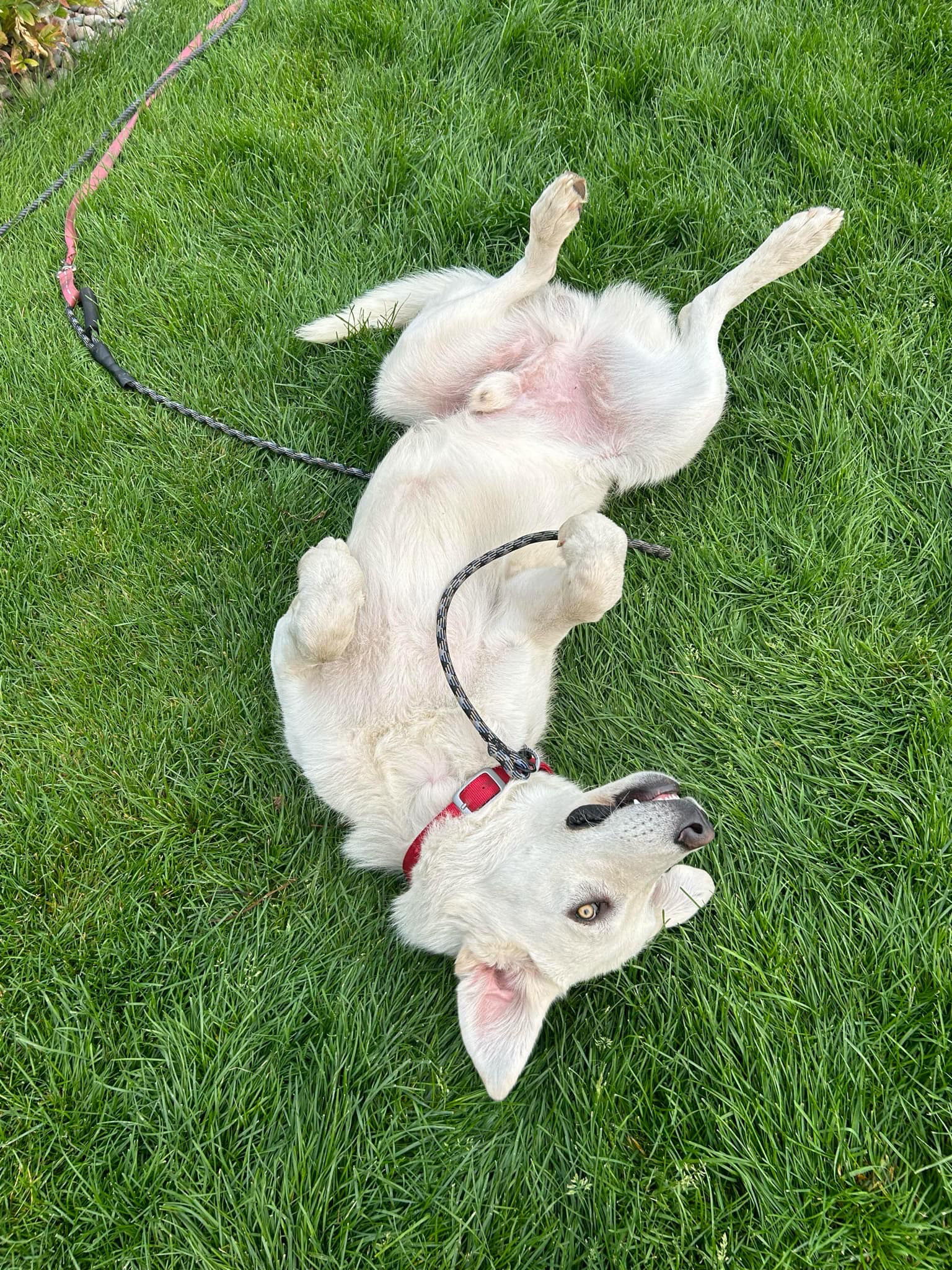 Buddy, an adoptable Akbash, Great Pyrenees in Bountiful, UT, 84010 | Photo Image 2