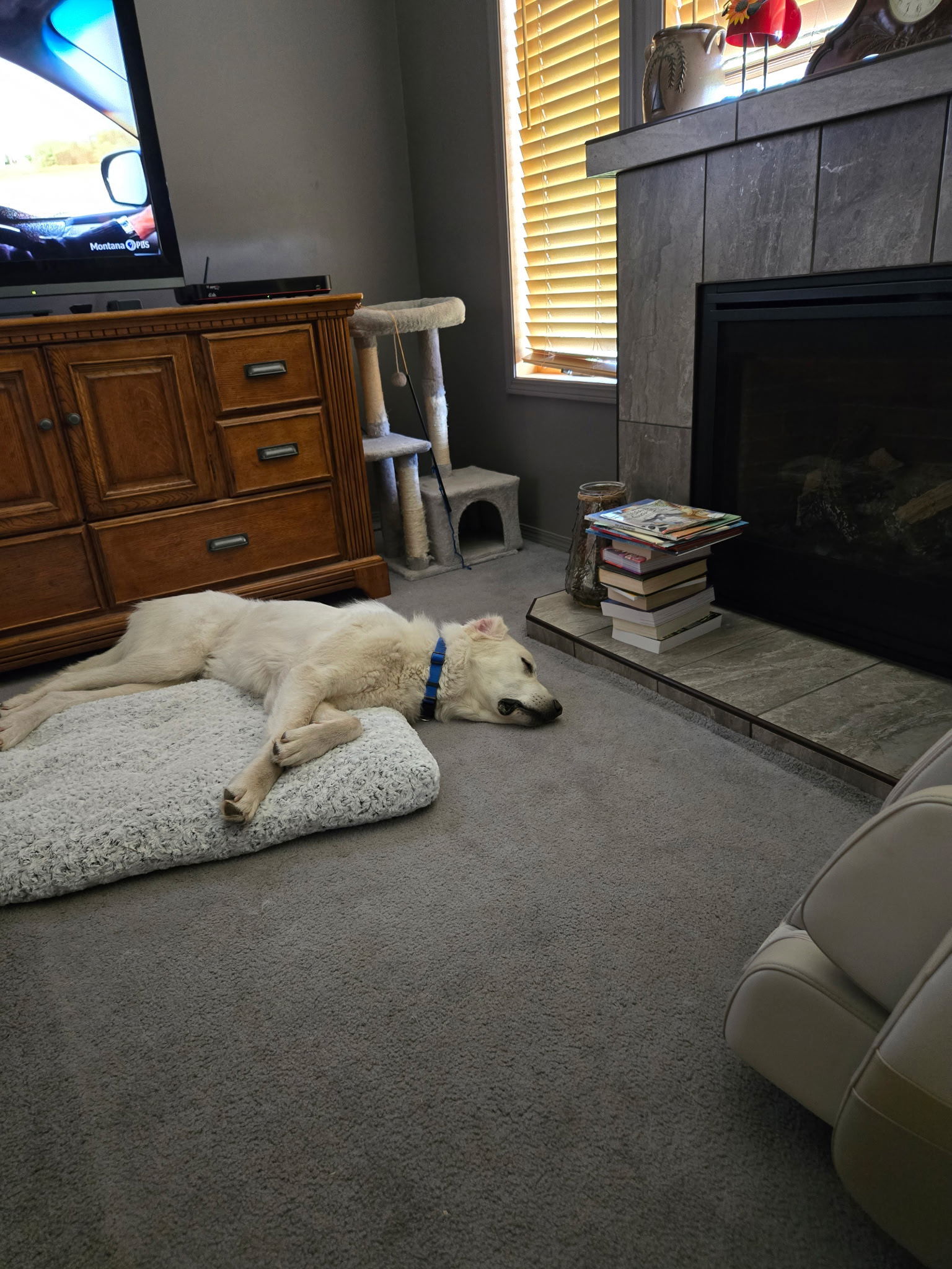 Buddy, an adoptable Akbash, Great Pyrenees in Bountiful, UT, 84010 | Photo Image 2