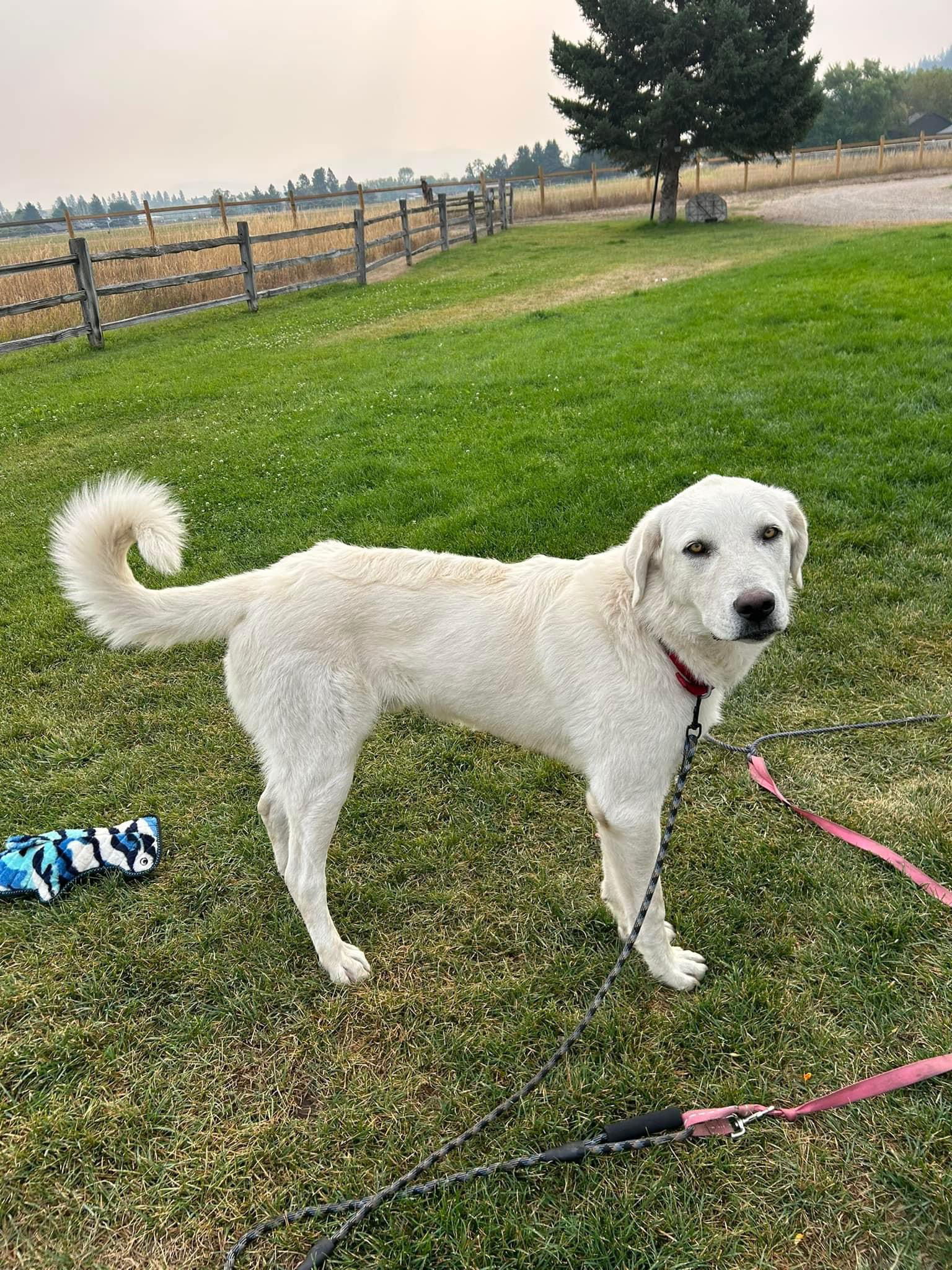 Buddy, an adoptable Akbash, Great Pyrenees in Bountiful, UT, 84010 | Photo Image 3