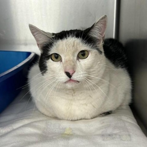 Betty Boop, an adoptable Domestic Short Hair in Idaho Falls, ID, 83402 | Photo Image 1