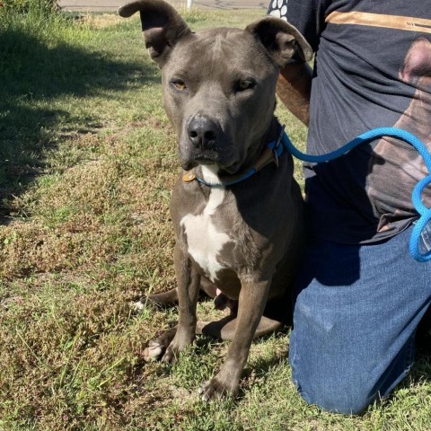 Bruno, an adoptable Pit Bull Terrier in Garden City, KS, 67846 | Photo Image 1