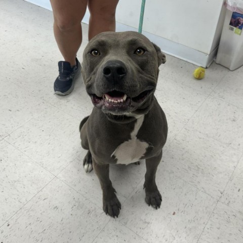 Bruno, an adoptable Pit Bull Terrier in Garden City, KS, 67846 | Photo Image 2