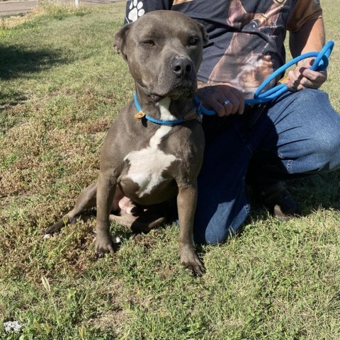 Bruno, an adoptable Pit Bull Terrier in Garden City, KS, 67846 | Photo Image 3