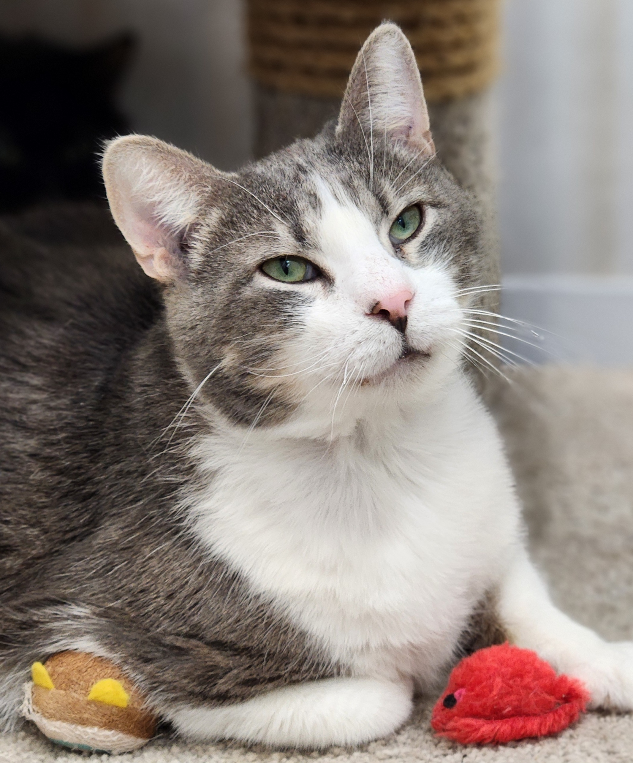 Meatloaf bonded to Moby, an adoptable Domestic Short Hair in De Soto, IA, 50069 | Photo Image 1