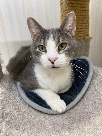 Meatloaf bonded to Moby, an adoptable Domestic Short Hair in De Soto, IA, 50069 | Photo Image 2
