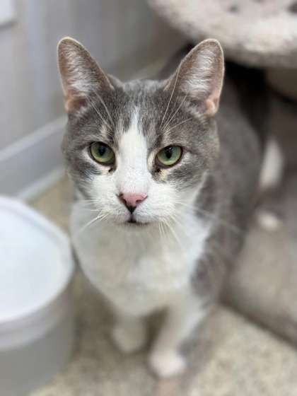 Meatloaf bonded to Moby, an adoptable Domestic Short Hair in De Soto, IA, 50069 | Photo Image 3