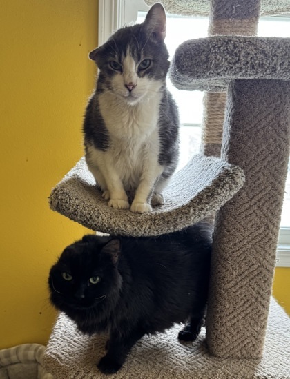 Meatloaf bonded to Moby