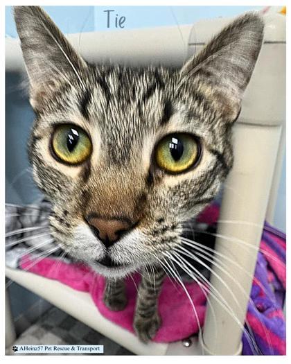 Tie bonded to Bow, an adoptable Domestic Short Hair in De Soto, IA, 50069 | Photo Image 1