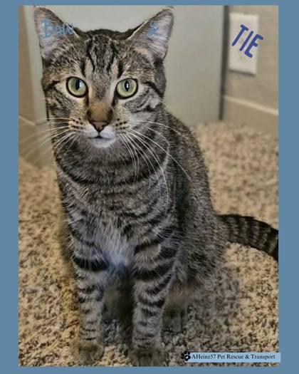 Tie bonded to Bow, an adoptable Domestic Short Hair in De Soto, IA, 50069 | Photo Image 1