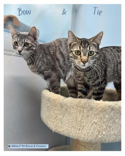 Tie bonded to Bow, an adoptable Domestic Short Hair in De Soto, IA, 50069 | Photo Image 2
