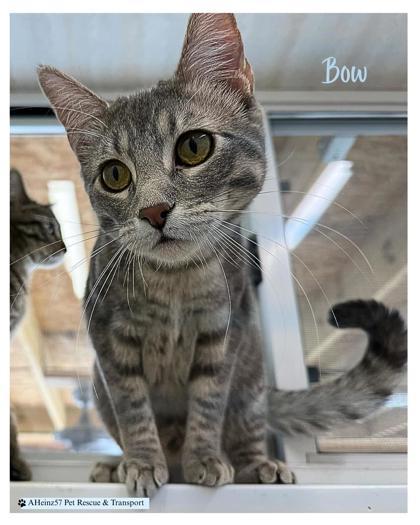 Bow bonded to Tie, an adoptable Domestic Short Hair in De Soto, IA, 50069 | Photo Image 1