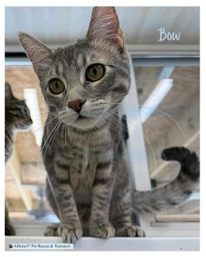 Bow bonded to Tie, Baby Male unknown