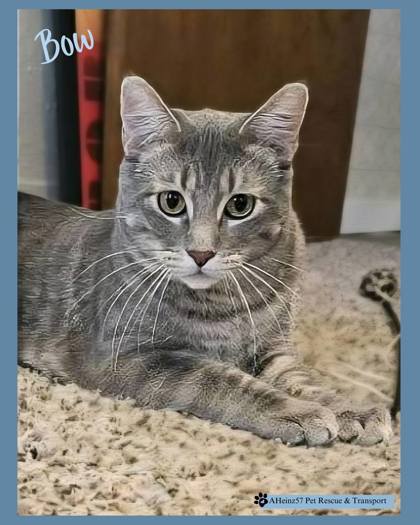 Bow bonded to Tie, an adoptable Domestic Short Hair in De Soto, IA, 50069 | Photo Image 1