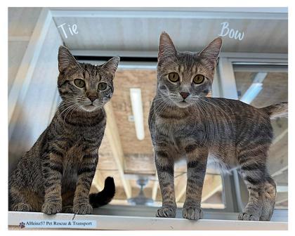 Bow bonded to Tie, an adoptable Domestic Short Hair in De Soto, IA, 50069 | Photo Image 2