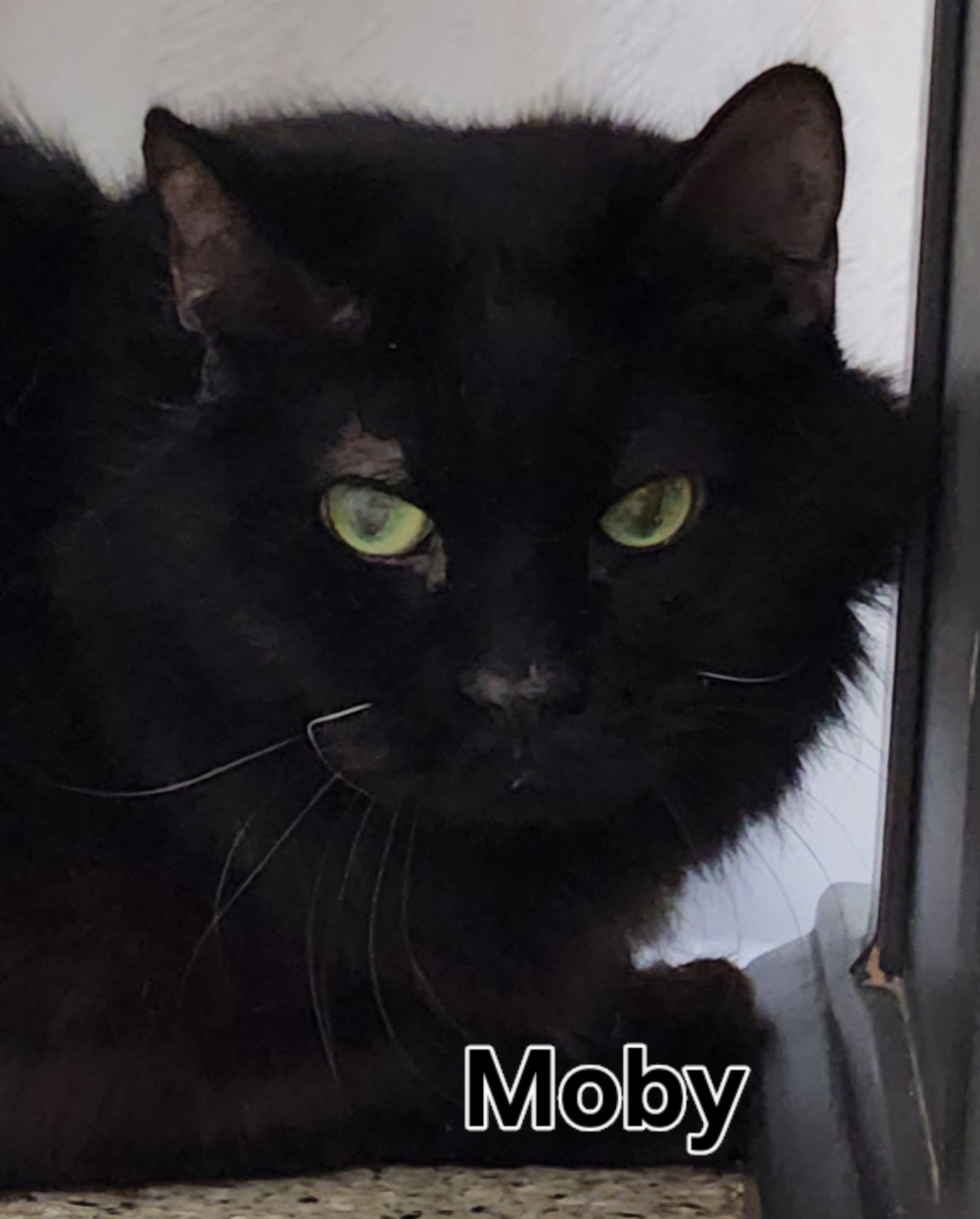 Moby, an adoptable Domestic Short Hair in De Soto, IA, 50069 | Photo Image 1