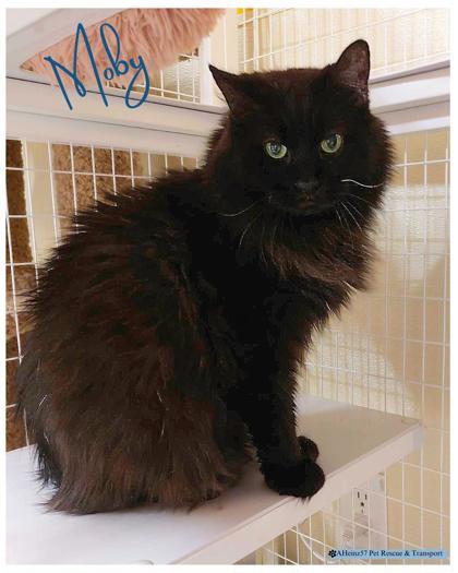 Moby bonded to Meatloaf, an adoptable Domestic Short Hair in De Soto, IA, 50069 | Photo Image 1
