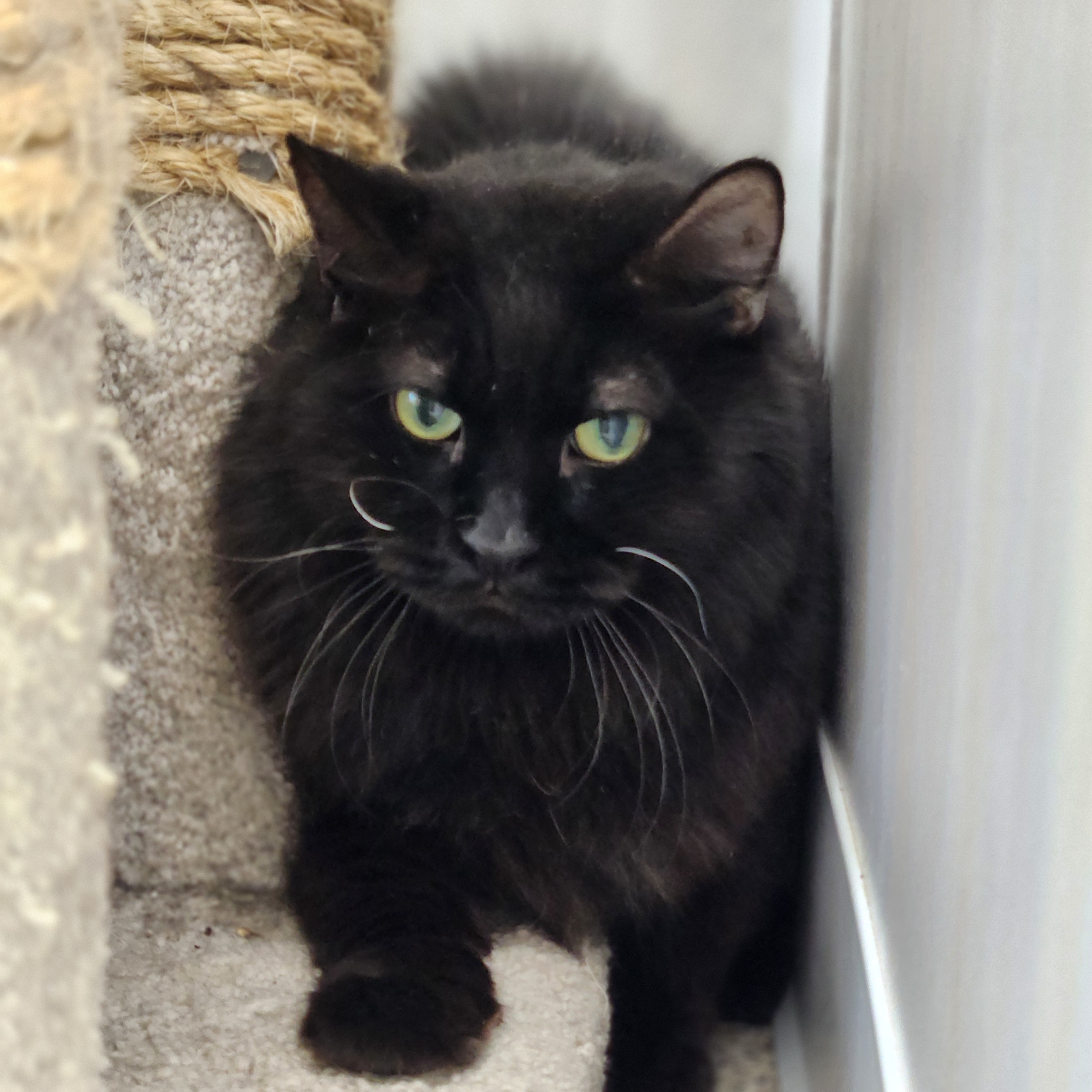 Moby, an adoptable Domestic Short Hair in De Soto, IA, 50069 | Photo Image 2