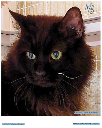 Moby bonded to Meatloaf, an adoptable Domestic Short Hair in De Soto, IA, 50069 | Photo Image 2