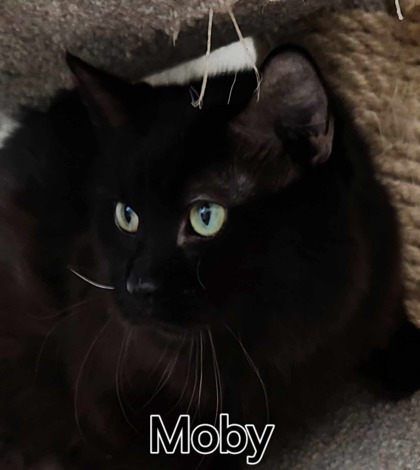 Moby, an adoptable Domestic Short Hair in De Soto, IA, 50069 | Photo Image 3