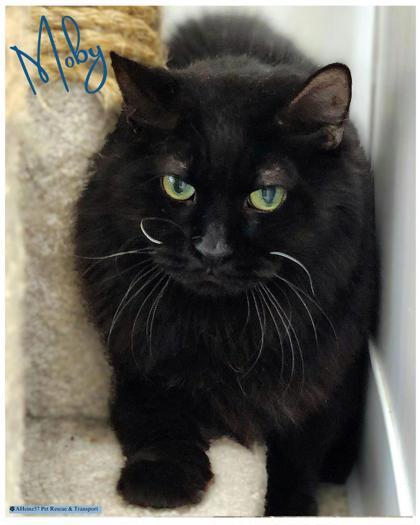 Moby bonded to Meatloaf, an adoptable Domestic Short Hair in De Soto, IA, 50069 | Photo Image 3