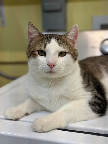 Nigel, an adoptable Domestic Short Hair in De Soto, IA, 50069 | Photo Image 1