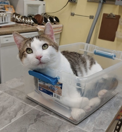 Nigel, an adoptable Domestic Short Hair in De Soto, IA, 50069 | Photo Image 2