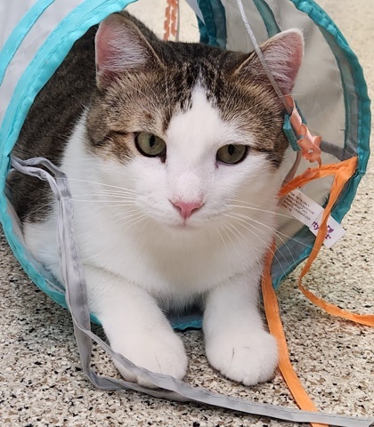 Nigel, an adoptable Domestic Short Hair in De Soto, IA, 50069 | Photo Image 3