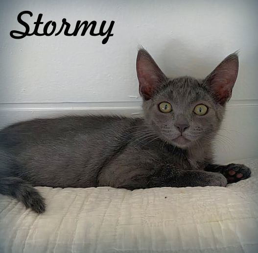 Stormy